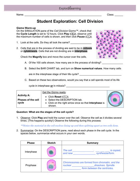 102 The Process Of Cell Division Worksheet Answer Key