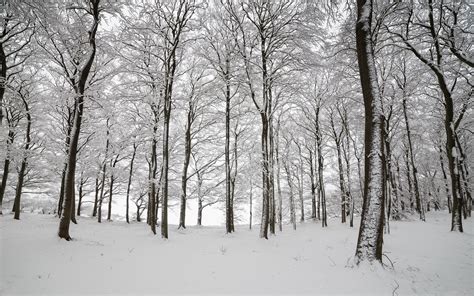 England Wood Trees Snow Winter Nature Wallpaper 2048x1280 128022