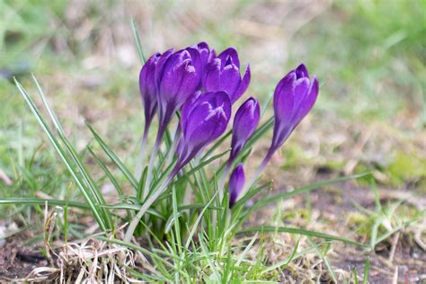 Spring Crocus Care And Growing Guide