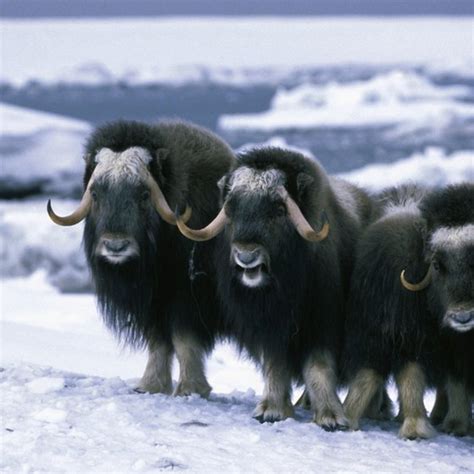 Musk Oxen Tours In Alaska Usa Today