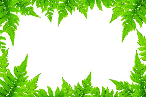 Frame Of Green Leaves And Flower Wallpaper By Green Leaves And