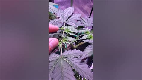 Low Stress Training My Seedlings Day 16 Gorilla Glue By Growers Choice