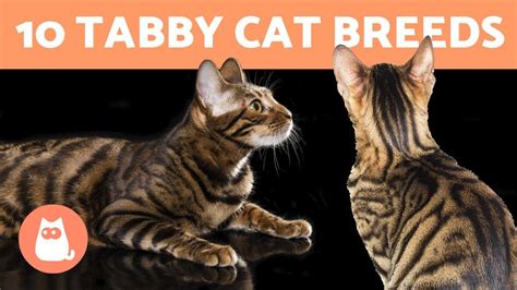 Meet The Breeds 10 Different Types Of Tabby Cats Cyprus Mail