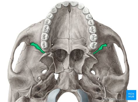Inferior View Of The Base Of The Skull Anatomy Kenhub