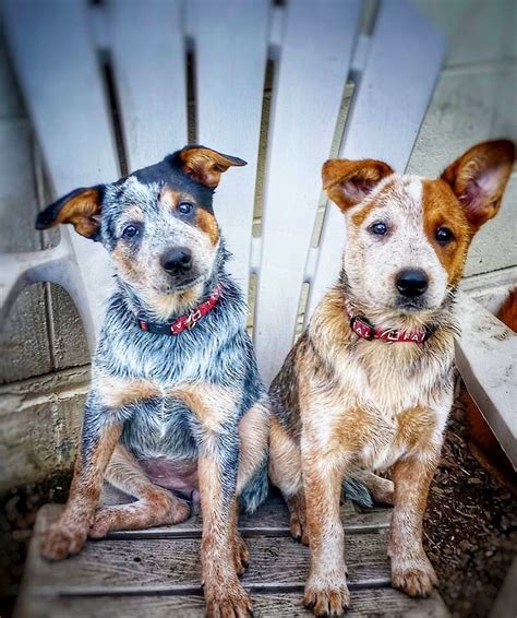 Blue And Red Heelers My Favorite Dogs In The World Australian Cattle