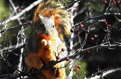 Fox Squirrel Description Habitat Image Diet And Interesting Facts