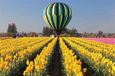 Wooden Shoe Tulip Farm 45 Min From Portland Oregon Tulip Festival