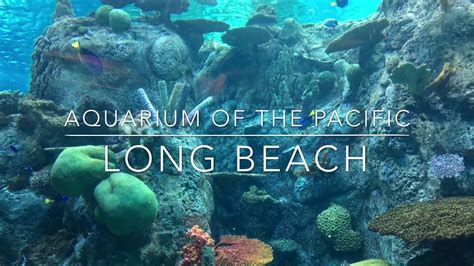 Aquarium Of The Pacific Long Beach Ca Youtube