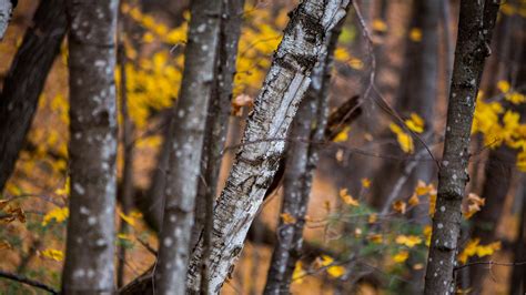 Autumn Birch Tree 3840x2160 Rwqhdwallpaper