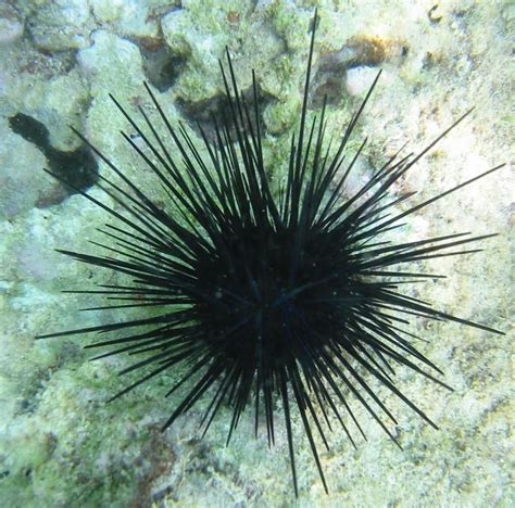 Ouriço Do Mar Black Sea Urchin Ocean Creatures Life Under The Sea