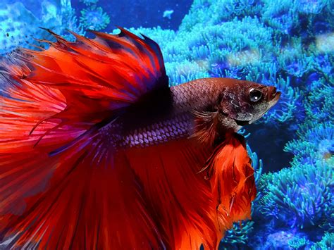 Free Images Abstract Animal Underwater Swim Colorful Fish