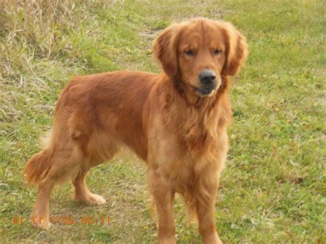 They will make good family companions and be a loving supportive part of your family. Dark Golden Retriever Puppies | PETSIDI