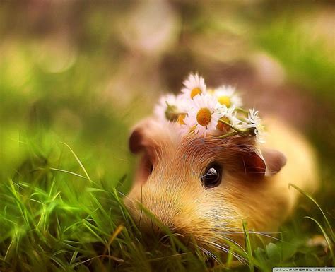 We would like to show you a description here but the site won't allow us. 44+ Cute Pig Wallpapers on WallpaperSafari