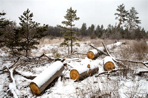 Wooden Logs In Winter Meadow In Forest Stock Image Image Of Cold