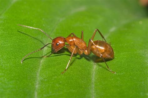 How To Get Rid Of Carpenter Ants Some Effective Methods