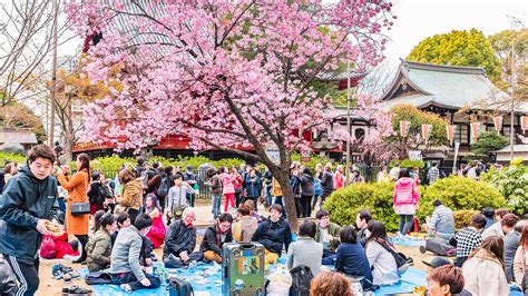 Cherry Blossom Viewing Guide What To Eat At Hanami ByFood