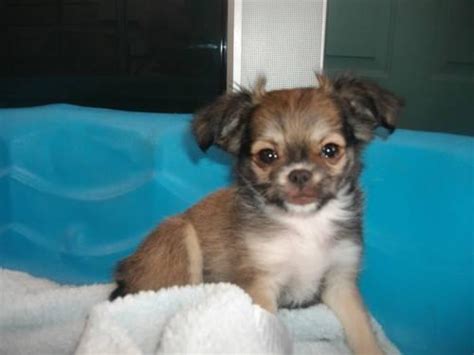 Japanese Chinchihuahua Puppy One Female Left Small And Adorable For