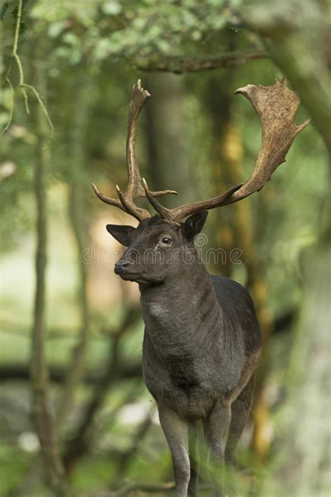 Fallow Deer Male Stock Image Image Of Close Dama Nature 21179917