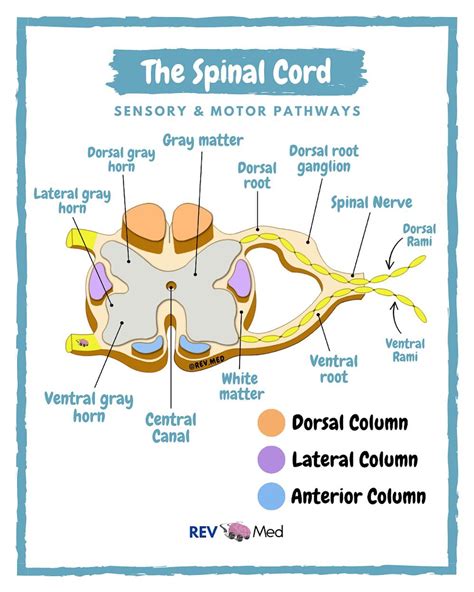 Spinal Cord Anatomy Sensory And Motor Pathways Grepmed