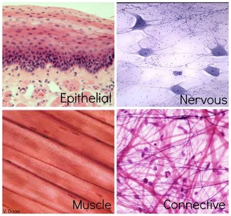 Anatomy Tissues Flashcards Quizlet