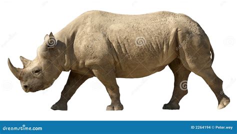 Isolated Rhino Stock Photo Image Of Rhinoceros Africa 2264194