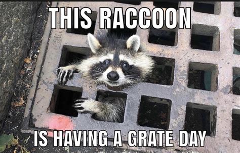 Have A Grate Day Like This Raccoon I Made This Meme Raccoons