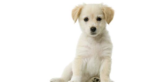 Teach Your Puppy To Sit And Stay Sitting