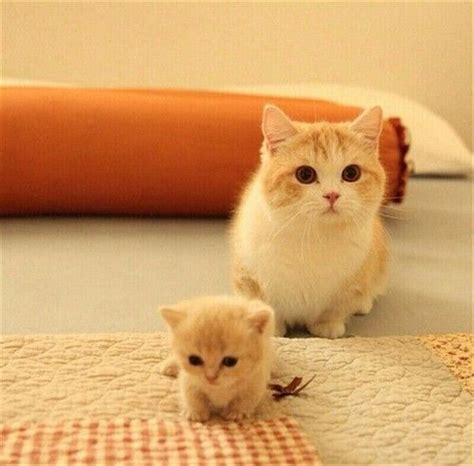 20 Munchkin Cat Pictures With Images Kittens Cutest