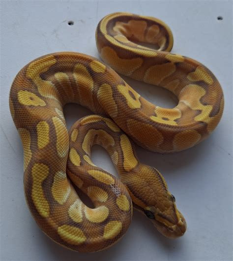 Butter Enchi Ghost Ball Python By Jimenez Reptiles Morphmarket