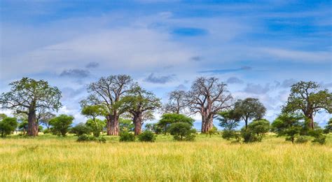 African Tree Landscapes