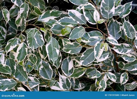 Planta Com Folhagem Branca