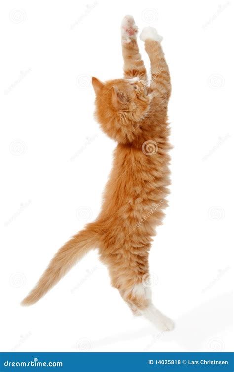 Jumping Kitten Stock Photo Image Of Fluffy Feline Background 14025818