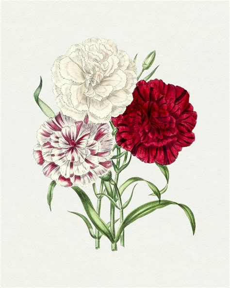 Hand Drawn Carnations Original From Free Public Domain Illustration