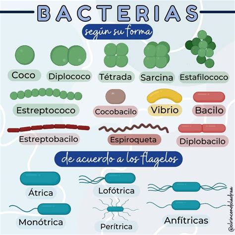 Tipos De Bacterias Segun Su Forma Tipos De Bacterias Bacteria Udocz