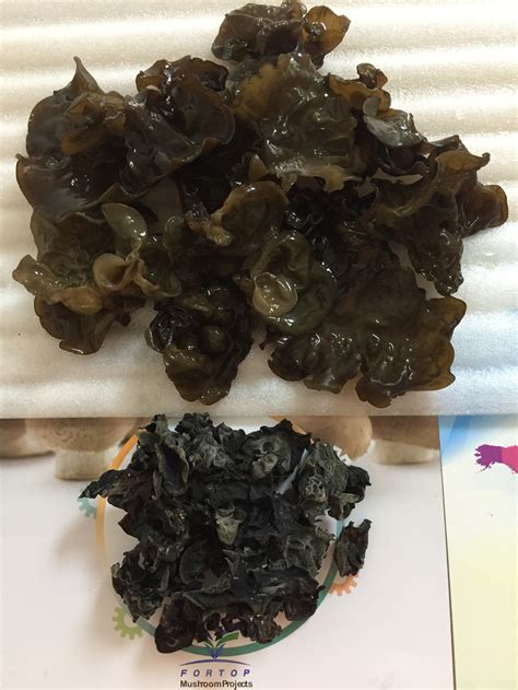 Thin Dried Black Fungus From Northeast Fortop Food Group Co Ltd