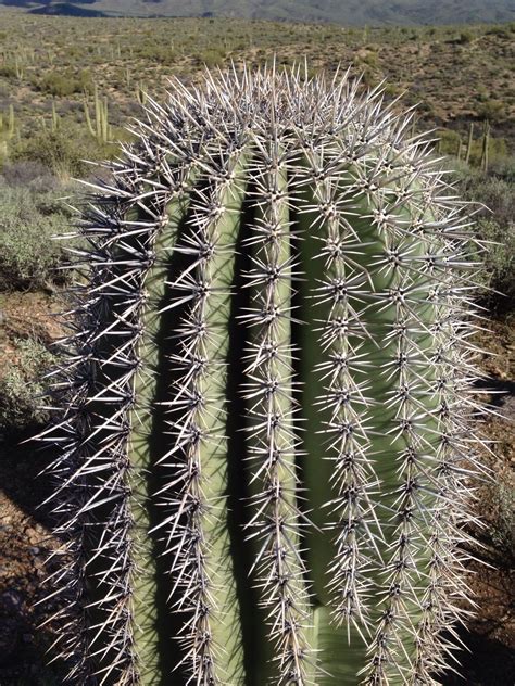 Cactus In The Sonora Desert Bob Shackleford Sonora Desert Cactus