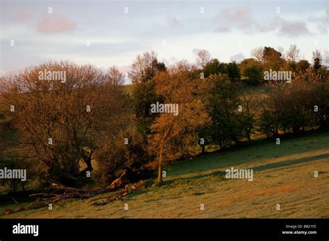 Early Morning Sun Casting Shadows From The Trees Stock Photo Alamy