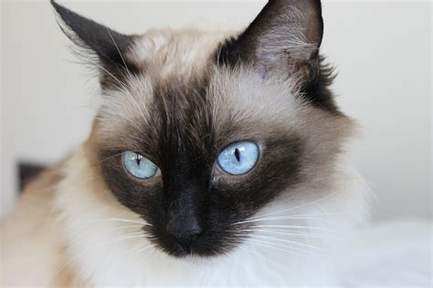 Snowshoe Siamese Cat Breed Info Pictures Temperament And Traits
