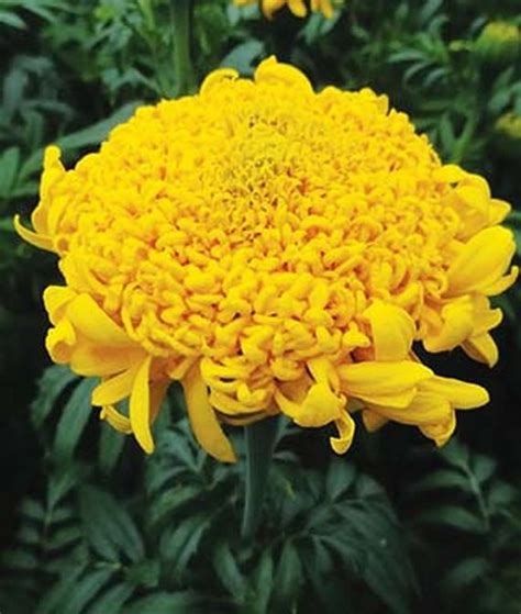 Mission Giant Yellow Marigold Rohrer Seeds