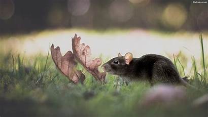 Rat Wallpapers Mouse Resolution Baltana Wallpaperplay Res