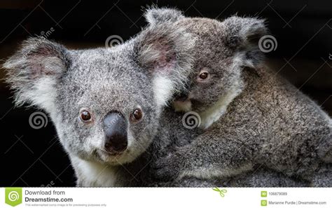 Koala Mother And Joey Stock Image Image Of Bear Awake 106879089