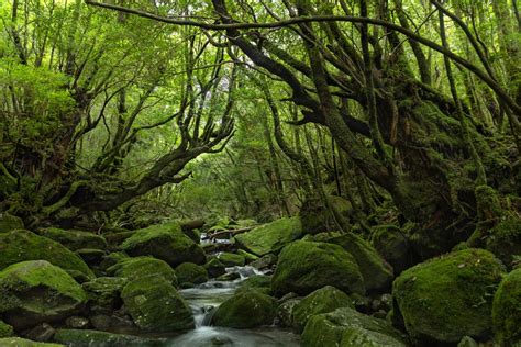 Symbiosis Of Nature And Tourism In Yakushima A World Heritage Site Japan Earth