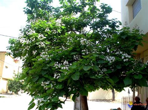 Catalpa tree facts, uses, and planting tips. Photo : catalpa