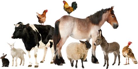 Download Stock Animals Transparent Livestock Real Farm Animals Png