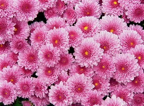 Flowers Pink Chrysanthemum Lot Hd Wallpaper Pxfuel