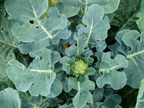 Cauliflower Planting Growing And Harvesting Cauliflower The Old