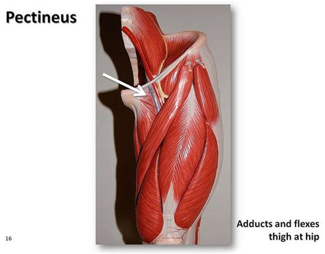 Pectineus Muscles Of The Lower Extremity Anatomy Visual Atlas Page
