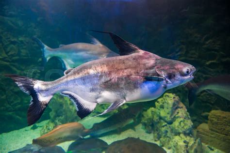 Tropical Pangasius Fish Shark Catfish Stock Image Colourbox