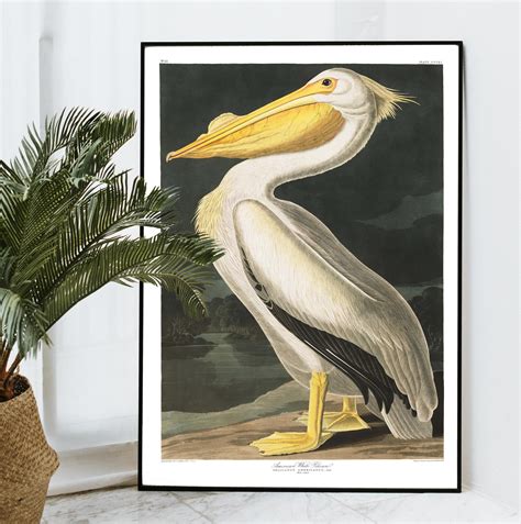 Digital Drawing And Illustration American White Pelican Audubon Wall