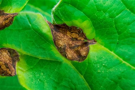 How To Treat Brown Spots On Leaves